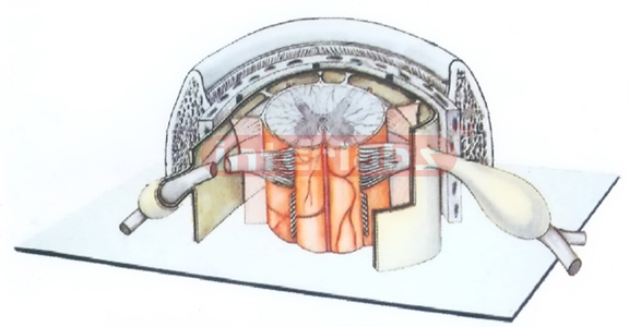 HUMAN SPINE NERVES MODEL